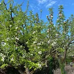 Big With Garden Appartamento