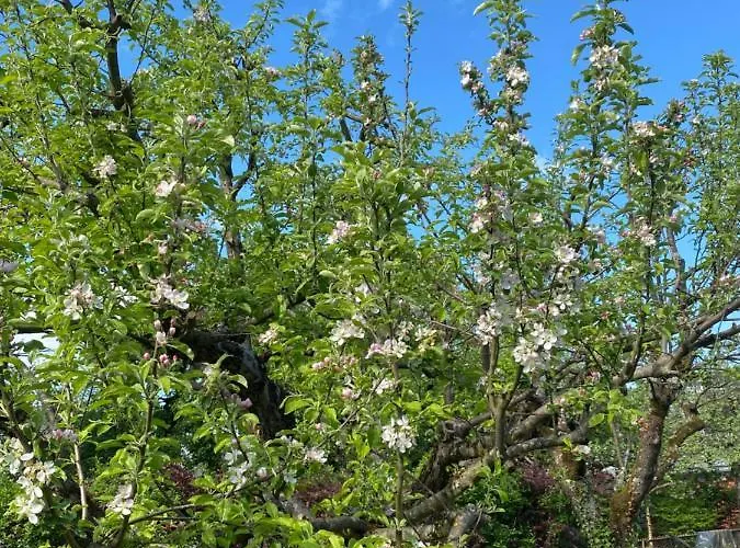 Big With Garden Apartment